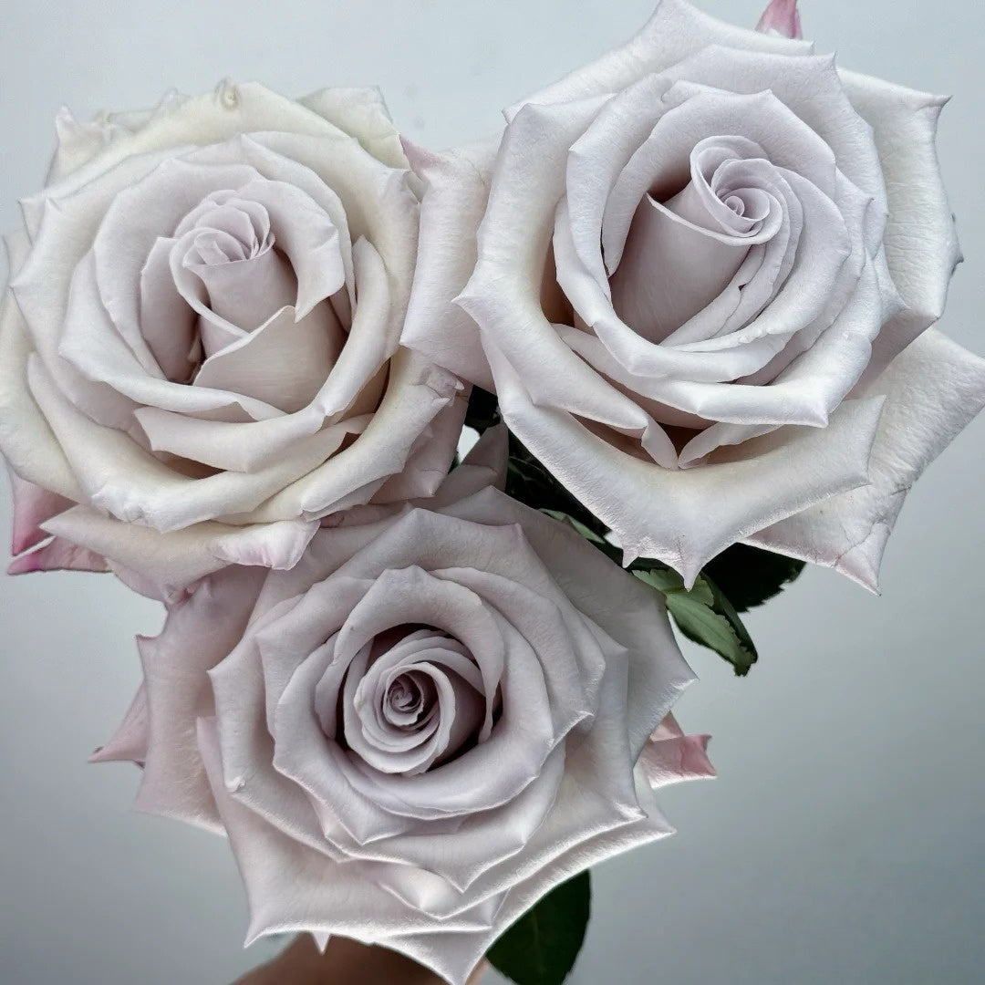 Sand Color Roses Silver Sand Rose Plant – Elegant Light Grey Flowers with Long Vase Life ...