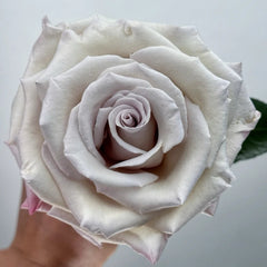 Silver Sand Rose