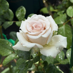 Silver Sand Rose