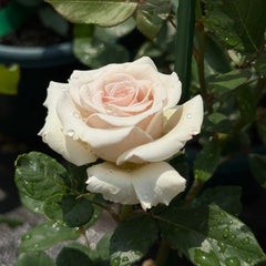 Silver Sand Rose