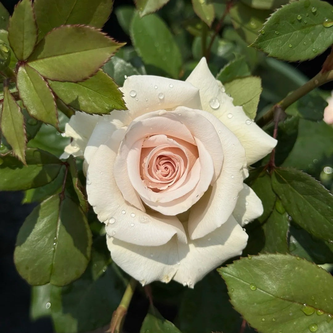 Sand Color Roses Silver Sand Rose Plant – Elegant Light Grey Flowers with Long Vase Life ...