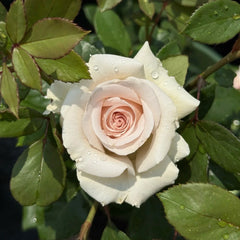 Silver Sand Rose
