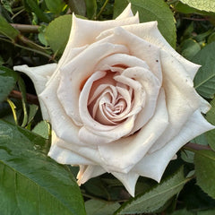 Silver Sand Rose