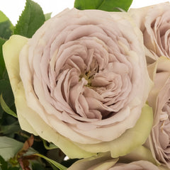 Silvermine Rose Plant