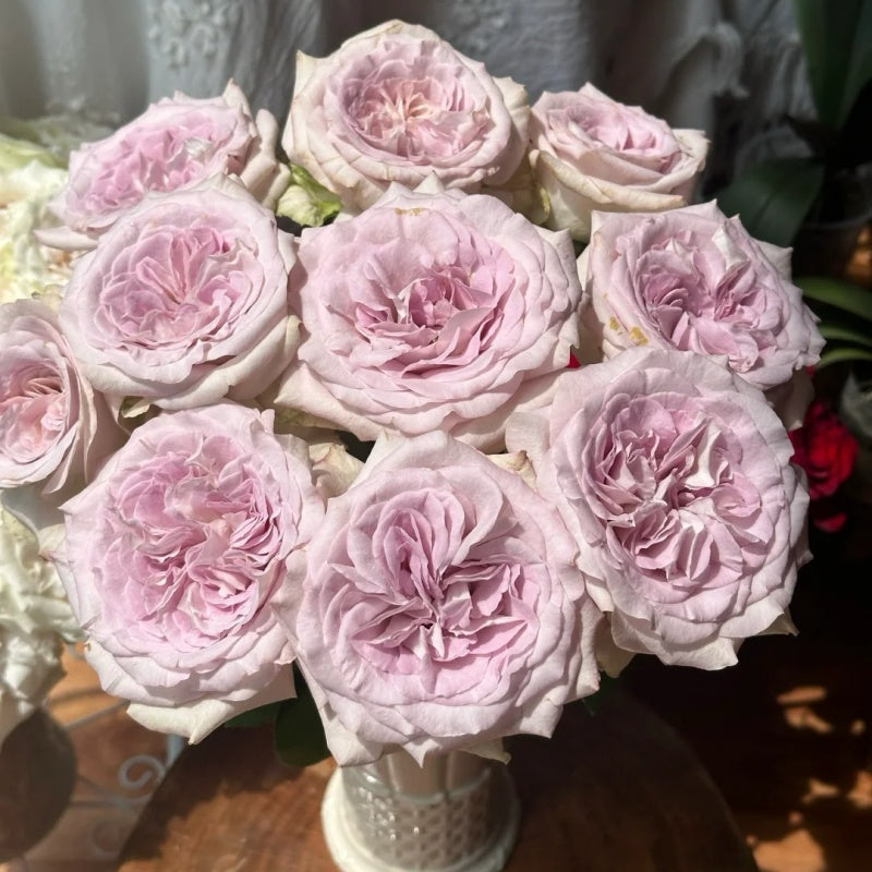 Light Colored Spring Roses Silvery Light Rose Plant|银色宝石 – Rose_Explosion