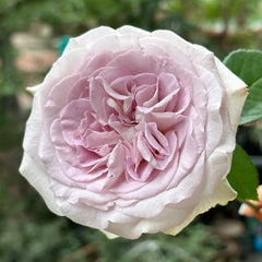 Silvery Light Rose Plant