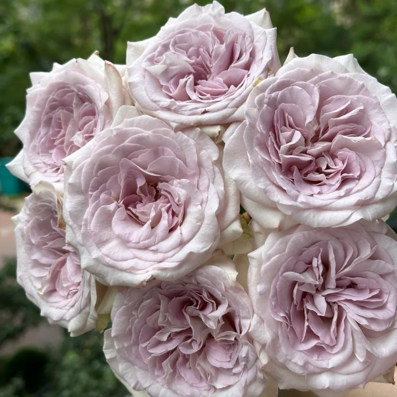 Light Colored Spring Roses Silvery Light Rose Plant|银色宝石 – Rose_Explosion