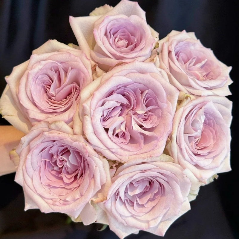Light Colored Spring Roses Silvery Light Rose Plant|银色宝石 – Rose_Explosion