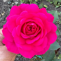 Sir John Betjeman Rose Plant|约翰·贝杰曼/约翰贝杰曼爵士(Aus)