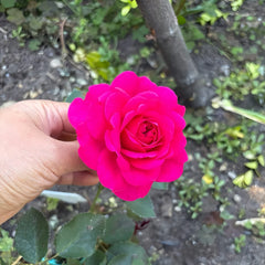 Sir John Betjeman Rose Plant|约翰·贝杰曼/约翰贝杰曼爵士(Aus)