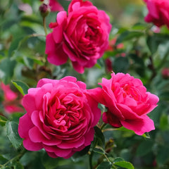 Sir John Betjeman Rose Plant|约翰·贝杰曼/约翰贝杰曼爵士(Aus)