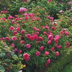 Sir John Betjeman Rose Plant|约翰·贝杰曼/约翰贝杰曼爵士(Aus)