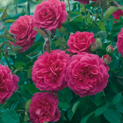 Sir John Betjeman Rose Plant|约翰·贝杰曼/约翰贝杰曼爵士(Aus)