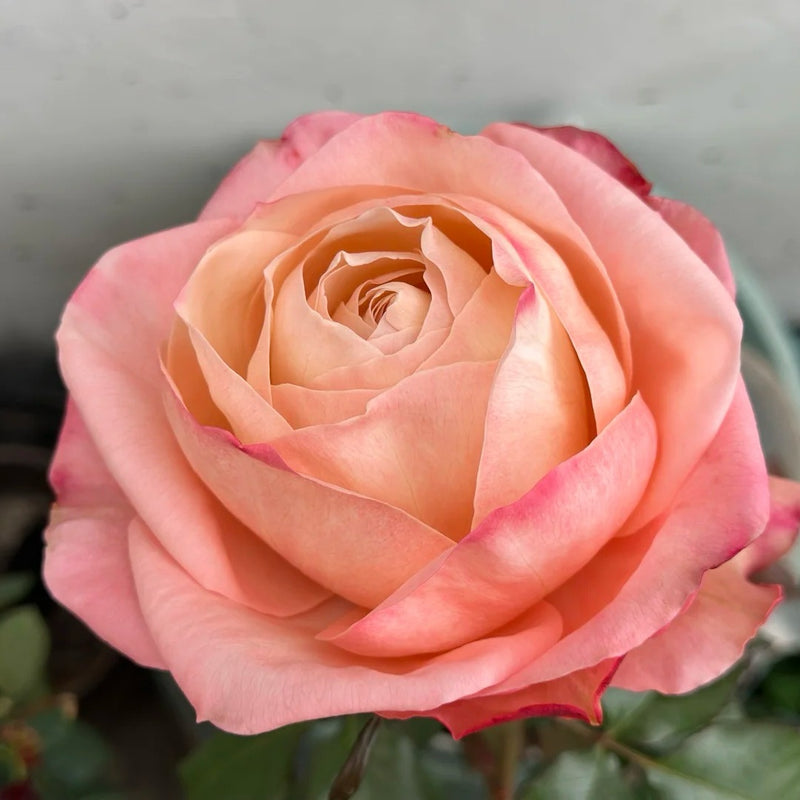 Sisley Rose Plant