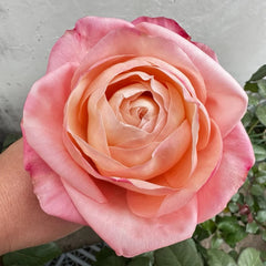 Sisley Rose Plant