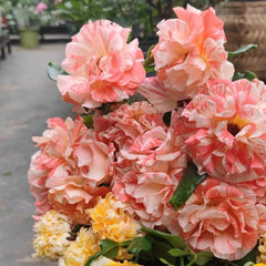 Sisley Rose Plant