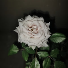 Sivery Light Rose