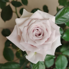 Sivery Light Rose
