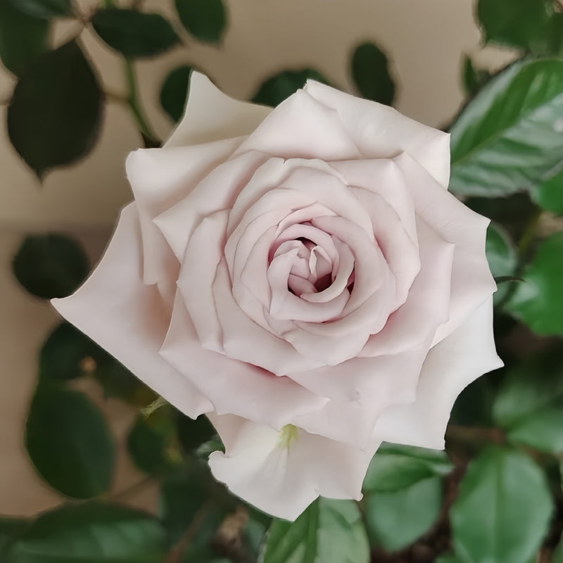 Sivery Light Rose