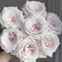 Silver Lining Rose: Vintage Elegance & Timeless Blooms