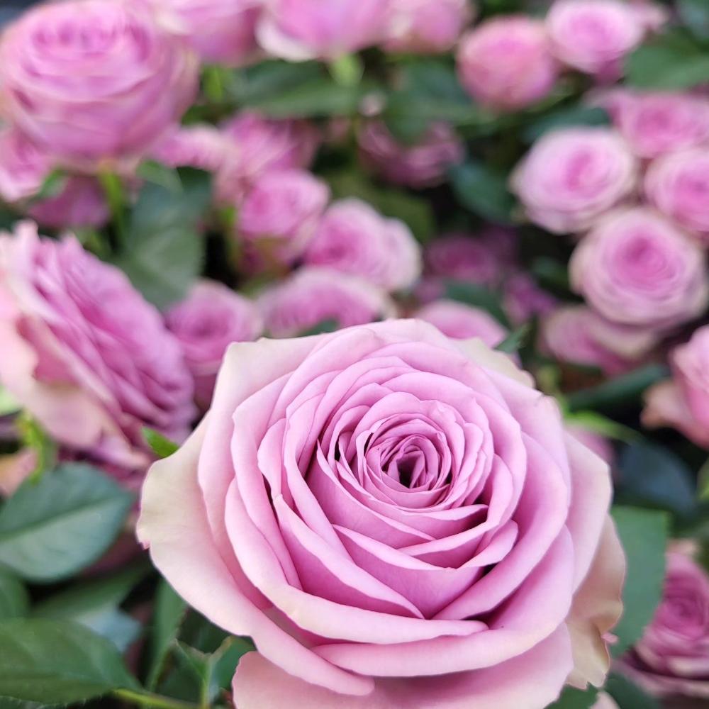 Smokey Raspberry Rose Smokey Eyes Rose Plant|烟熏眼妆 – Rose_Explosion