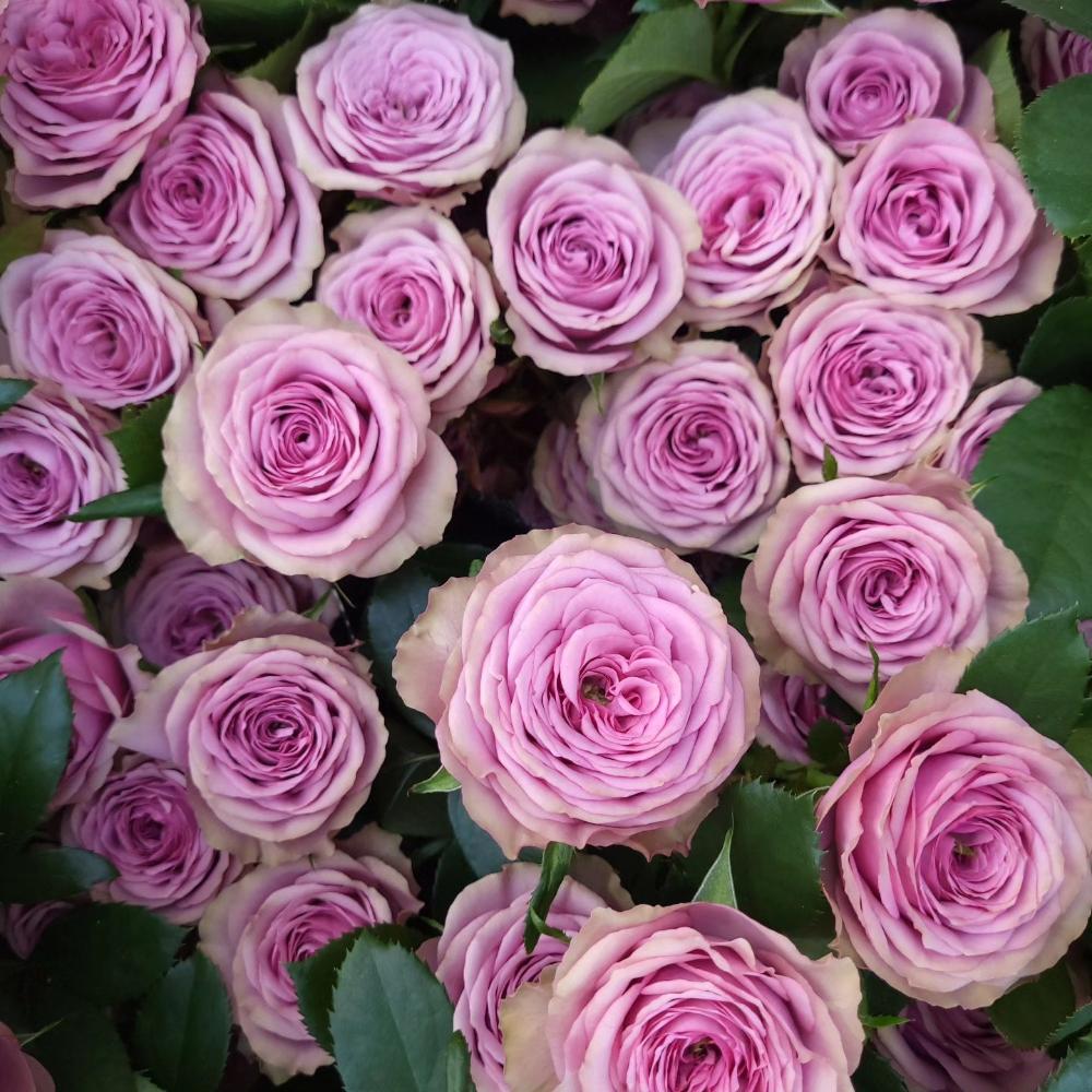 Smokey Raspberry Rose Smokey Eyes Rose Plant|烟熏眼妆 – Rose_Explosion
