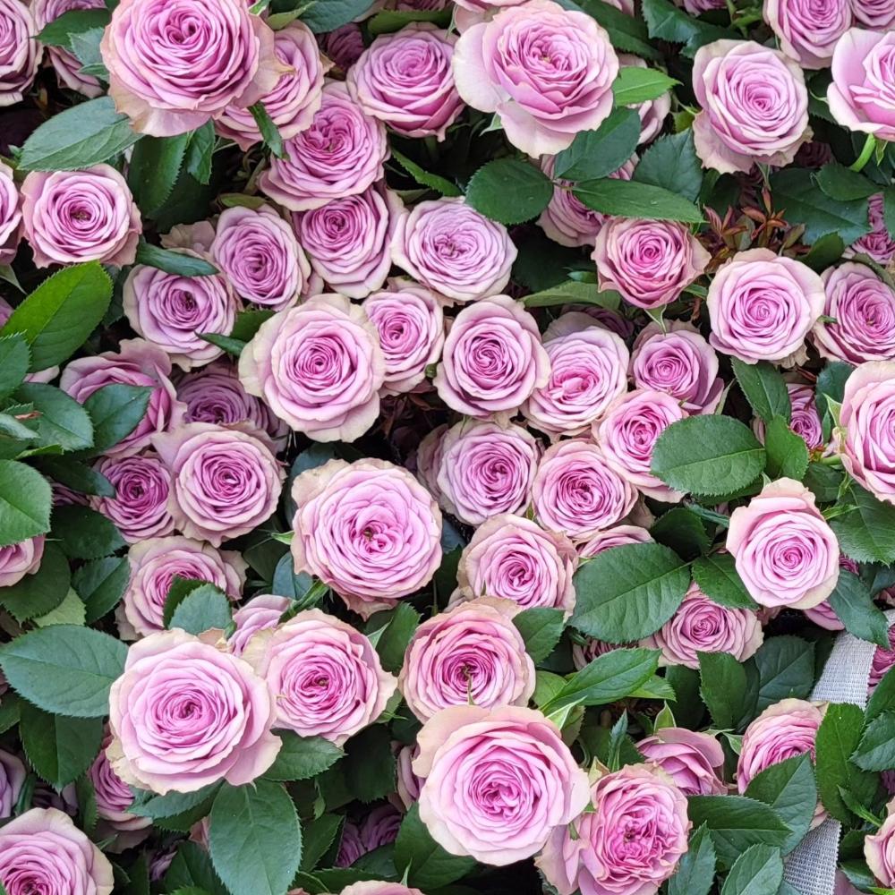 Smokey Raspberry Rose Smokey Eyes Rose Plant|烟熏眼妆 – Rose_Explosion