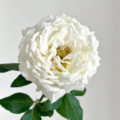 Snowball Forever Rose Plant