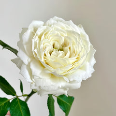 Snowball Forever Rose Plant