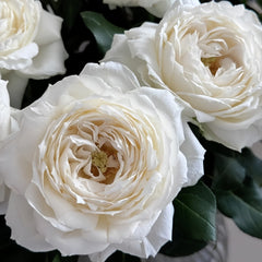 Snowball Forever Rose Plant