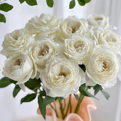 Snowball Forever Rose Plant