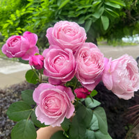 Soeur Emmanuelle Rose Plant|纽曼姐妹