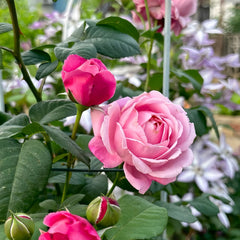 Soeur Emmanuelle Rose Plant|纽曼姐妹