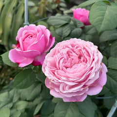 Soeur Emmanuelle Rose Plant|纽曼姐妹