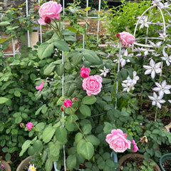 Soeur Emmanuelle Rose Plant|纽曼姐妹