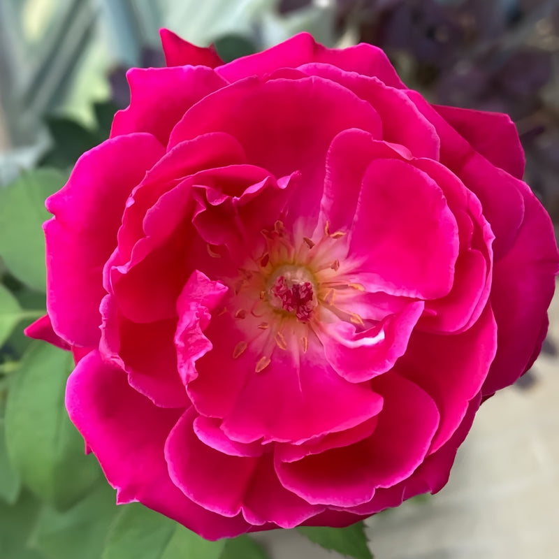 Soft Fragrant Red Rose