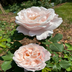 Sophie Rochas Rose: French Elegance in Bloom