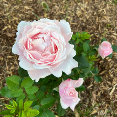 Sophie Rochas Rose: French Elegance in Bloom