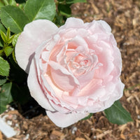 Sophie Rochas Rose Plant| 索菲罗莎