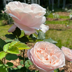 Sophie Rochas Rose: French Elegance in Bloom