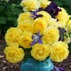 Soul Mate Rose 