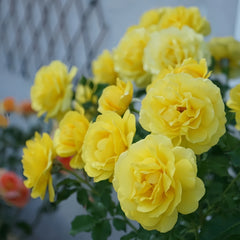Soul Mate Rose 