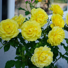 Soul Mate Rose 