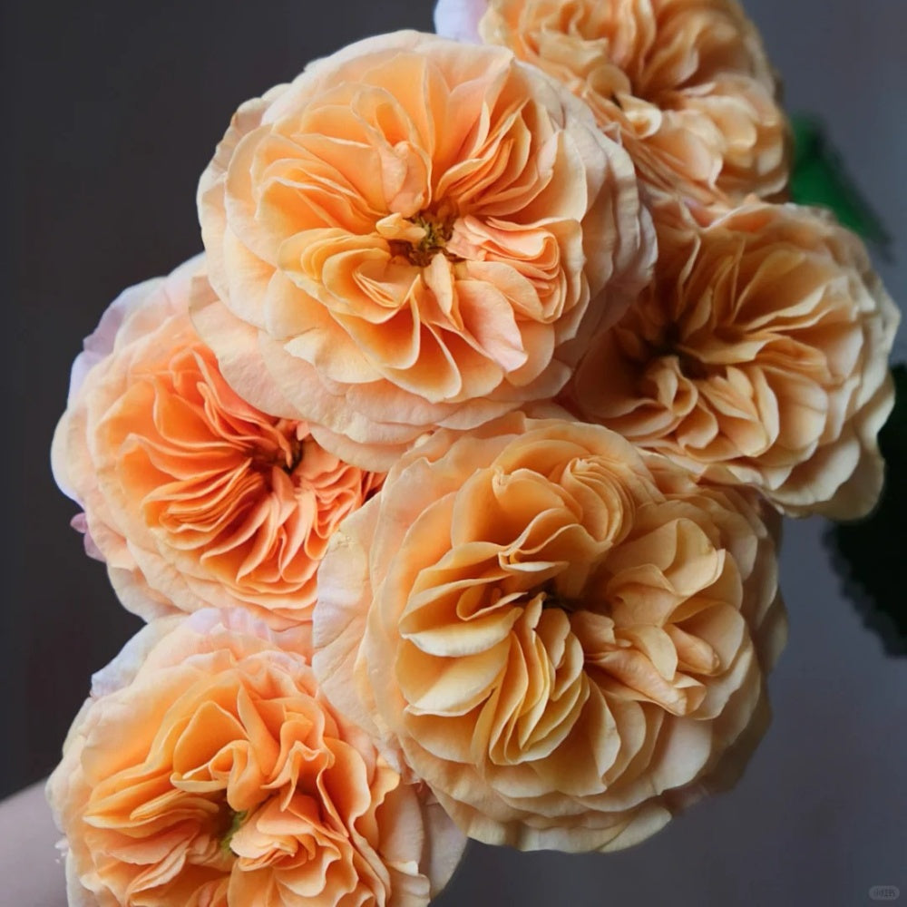 Winter Park Roses South Park Rose Plant|南方公园 – Rose_Explosion