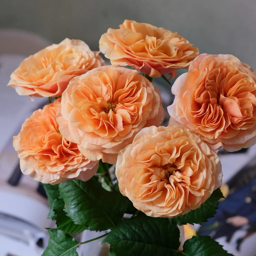 Winter Park Roses South Park Rose Plant|南方公园 – Rose_Explosion