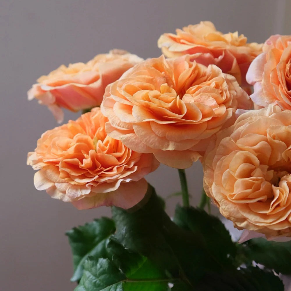 park seed roses South Park Rose Plant|南方公园
