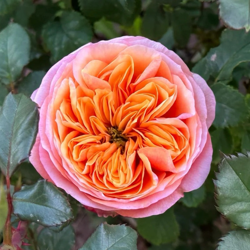 Winter Park Roses South Park Rose Plant|南方公园 – Rose_Explosion