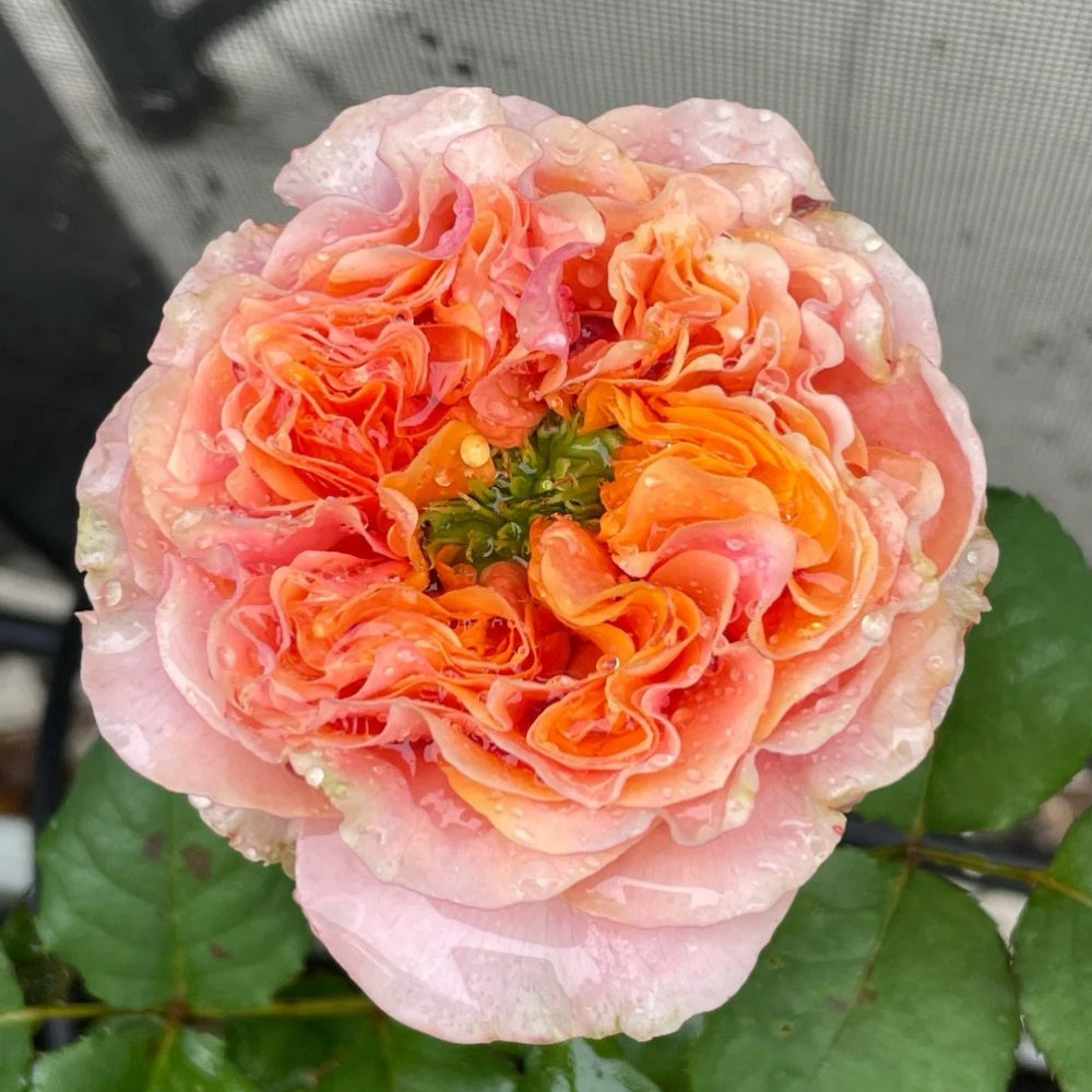 Winter Park Roses South Park Rose Plant|南方公园 – Rose_Explosion