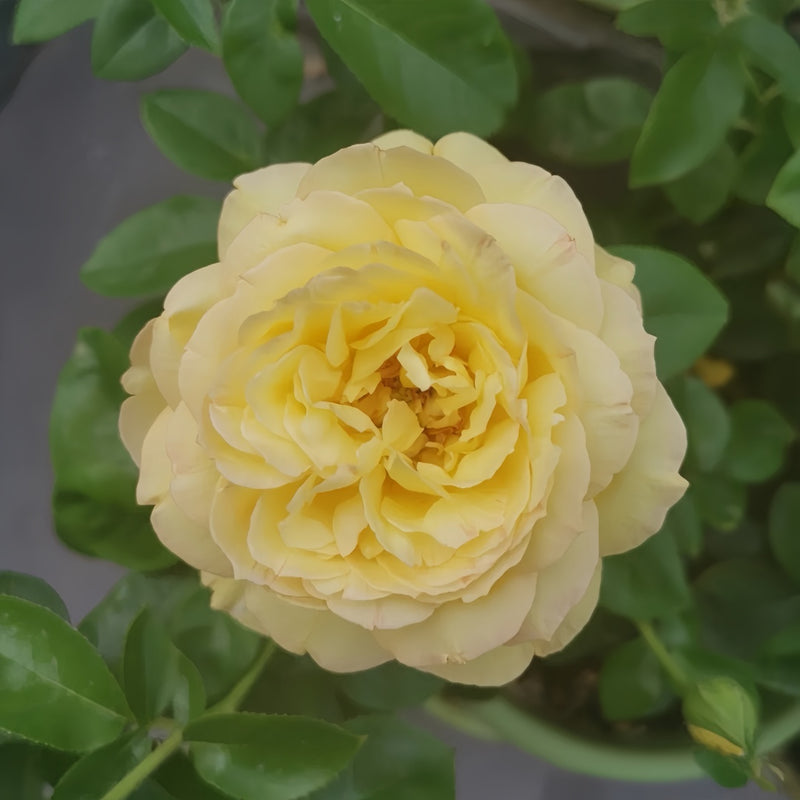 Souvenir de Marcel Proust Rose 