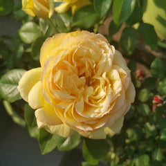 Souvenir de Marcel Proust Rose 